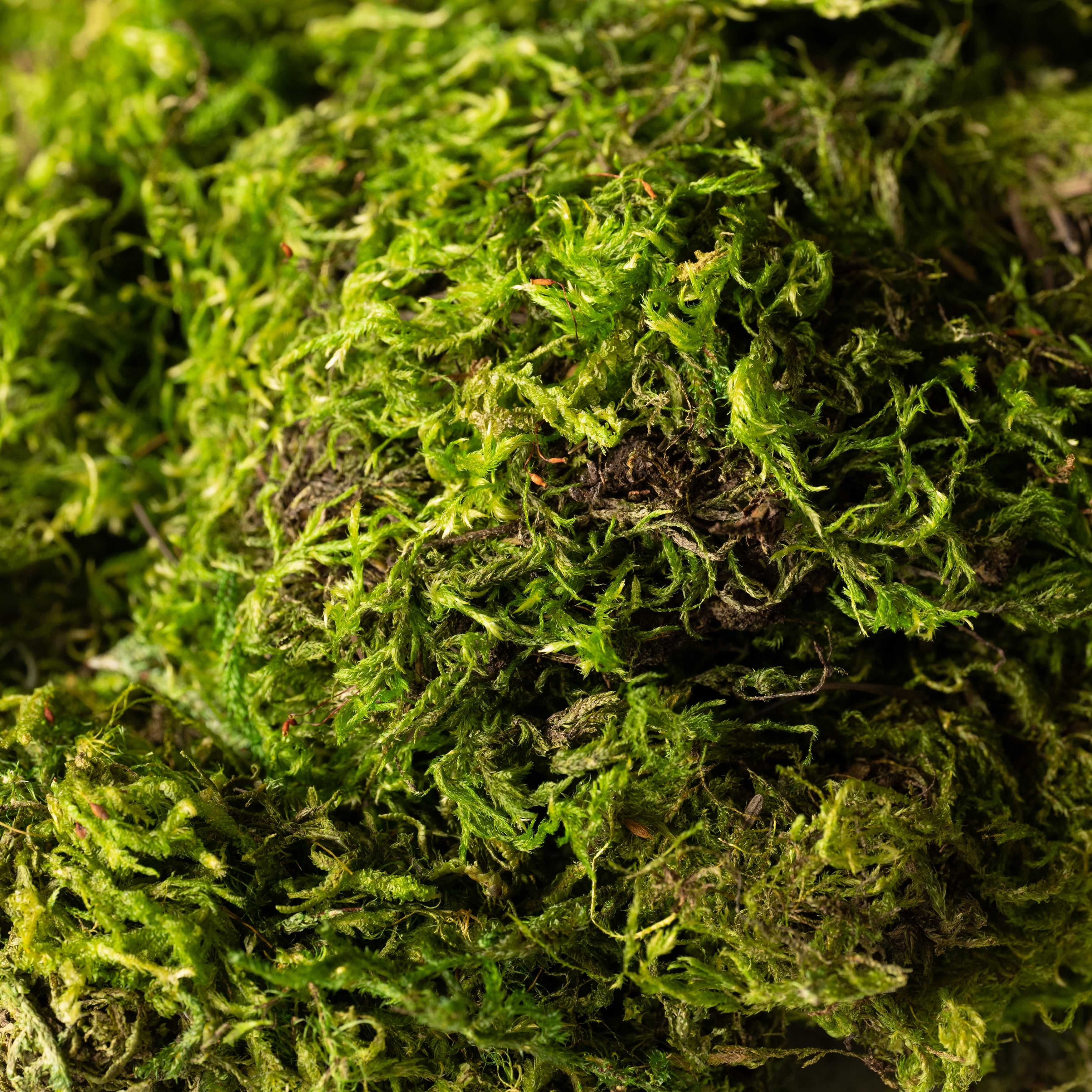 SuperMoss Preserved Green Moss