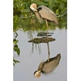 thumbnail image 2 of Williams, Joanne 11x14 White Modern Wood Framed Museum Art Print Titled - FL, Delray Beach Great blue heron reflection, 2 of 4