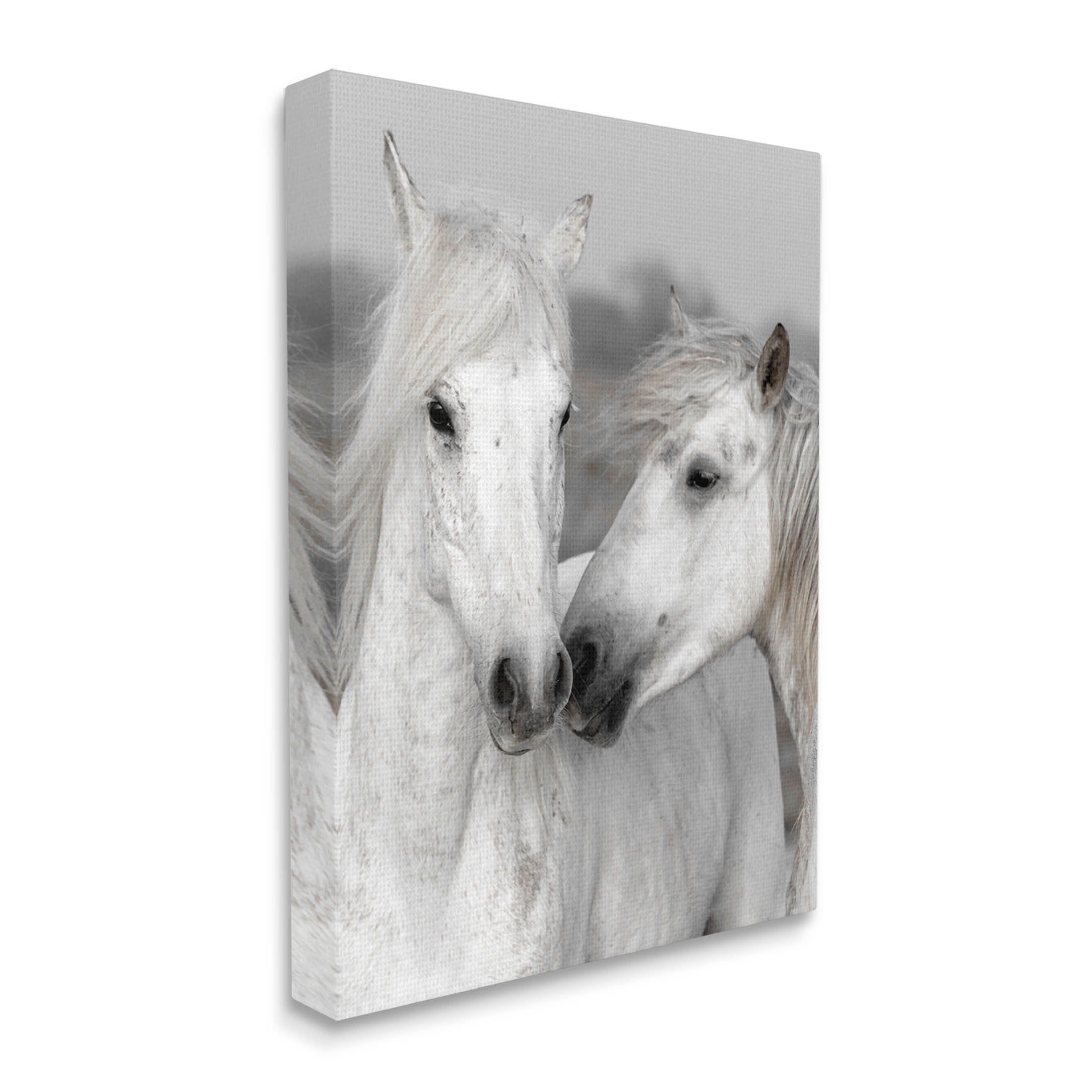 White Horse Kiss Wildlife Animals & Insects Photograph Gallery Wrapped Canvas Print Wall Art