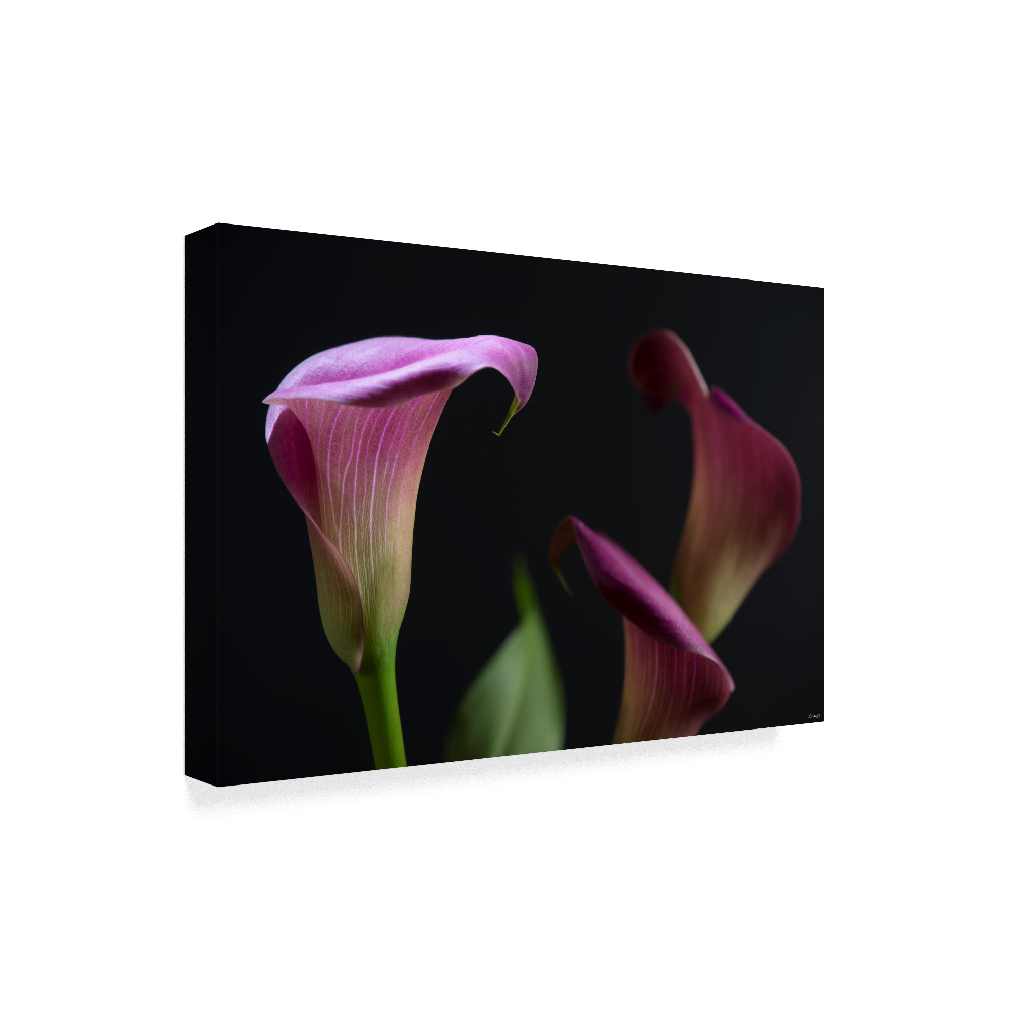 Trademark Fine Art 'Three Lilies' Canvas Art by Gordon Semmens