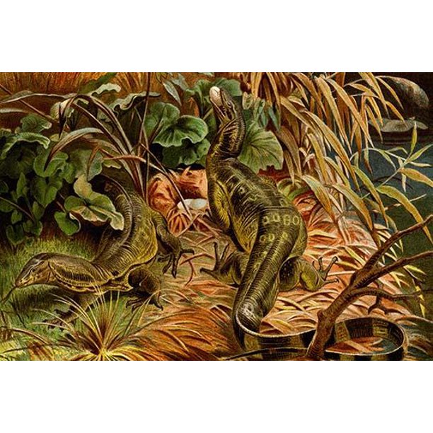 Monitor Lizard High quality vintage art reproduction by Buyenlarge One