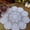 White, variant on Crochet Lace Round Table Cloth Doilies Doily