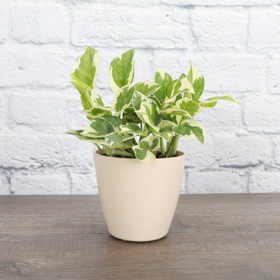 Live Pearls and Jade Pothos Plant - 4" Eco Pot - Natural