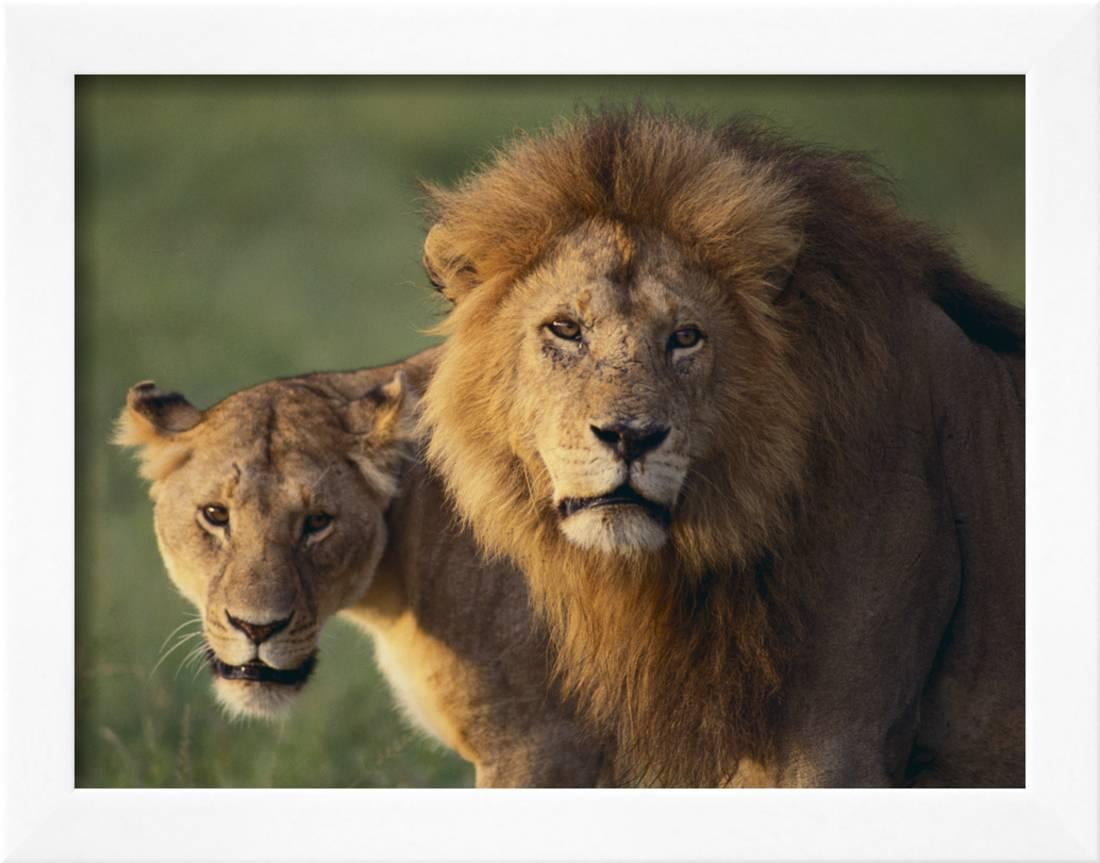 Lion And Lioness Framed Print Wall Art By Dlillc Com