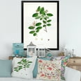thumbnail image 3 of Designart 'Ancient Plant Life XIX' Farmhouse Framed Art Print, 3 of 4