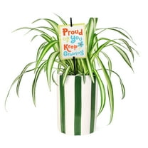 5" Spider Plant in Hollywood Green Planter – Proud of You