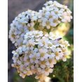 thumbnail image 1 of czcpp-Western Yarrow (300 Seeds) Non-GMO, Open-Pollinated Perennial Native Wildflower for Pollinators, Borders, Groundcover, & Naturalized Areas | Drought-Tolerant & Canadian Grown, 1 of 4