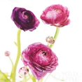 thumbnail image 2 of Spring Ranunculus I Poster Print by Laura Marshall (12 x 12), 2 of 2