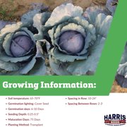 Harris Seeds Red Jewel F1 Red Cabbage, Deep Purple-Red Hybrid, Early Maturing, Treated, 50 Count