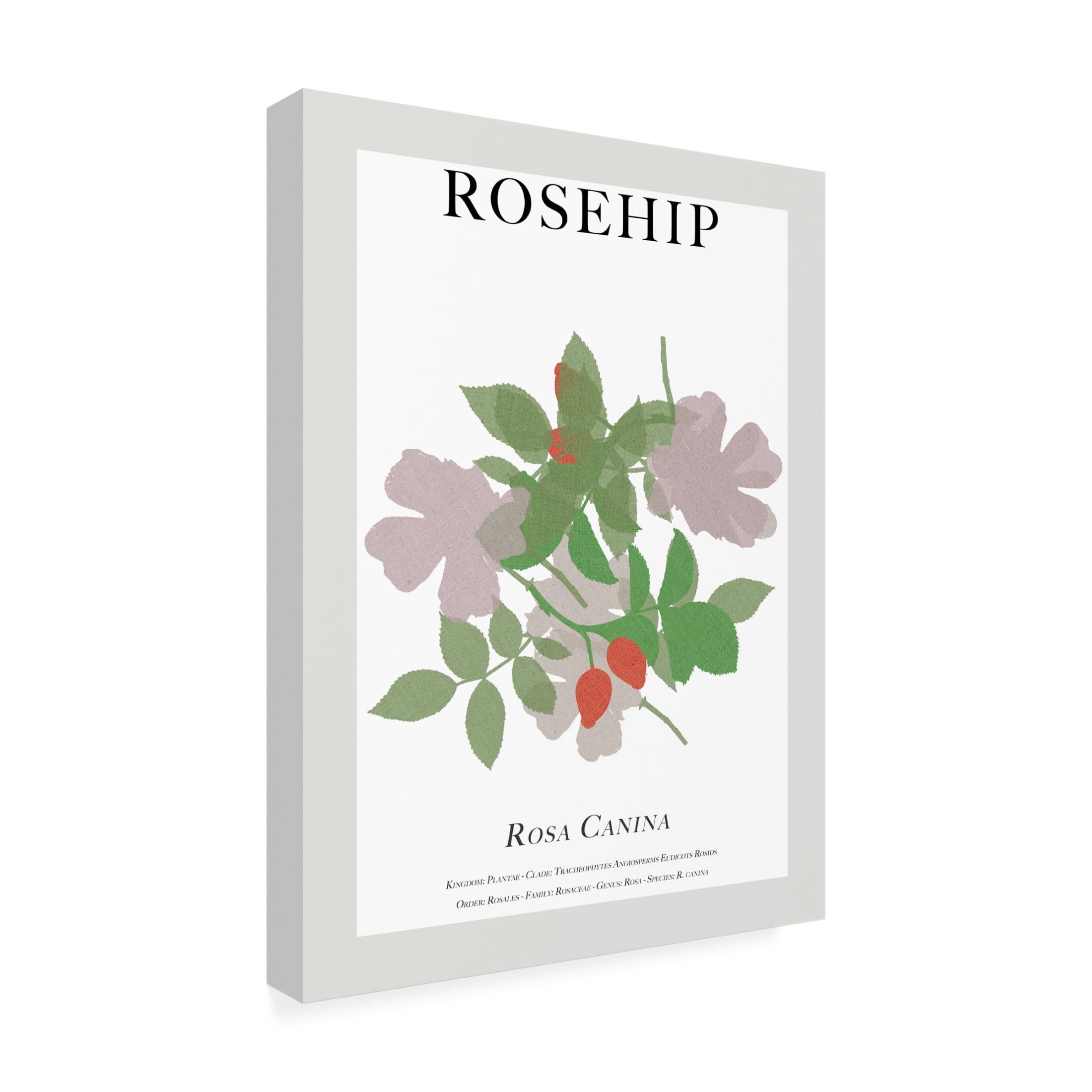 Trademark Fine Art Cartissi Rosehip Canvas Wall Art