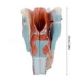 thumbnail image 3 of Human Larynx Anatomy Model, 2x Enlarged Anatomical Larynx Model Detachable Human Throat Model Anatomy for Diseases Study, 3 of 5