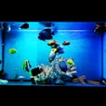 thumbnail image 2 of Zeiwohndc Stump Aquarium Decoration Betta Logs Hideout for Shrimp for Turtle Cichlid, 2 of 10