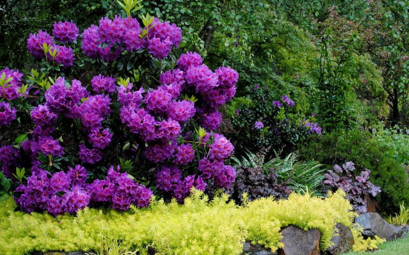 RedCrocus Rosemary Silver | Aromatic Evergreen Herb for Gardens & Containers | Hardy, Pet-Toxic, Pollinator-Attracting | Culinary & Ornamental Use  3 Gallon