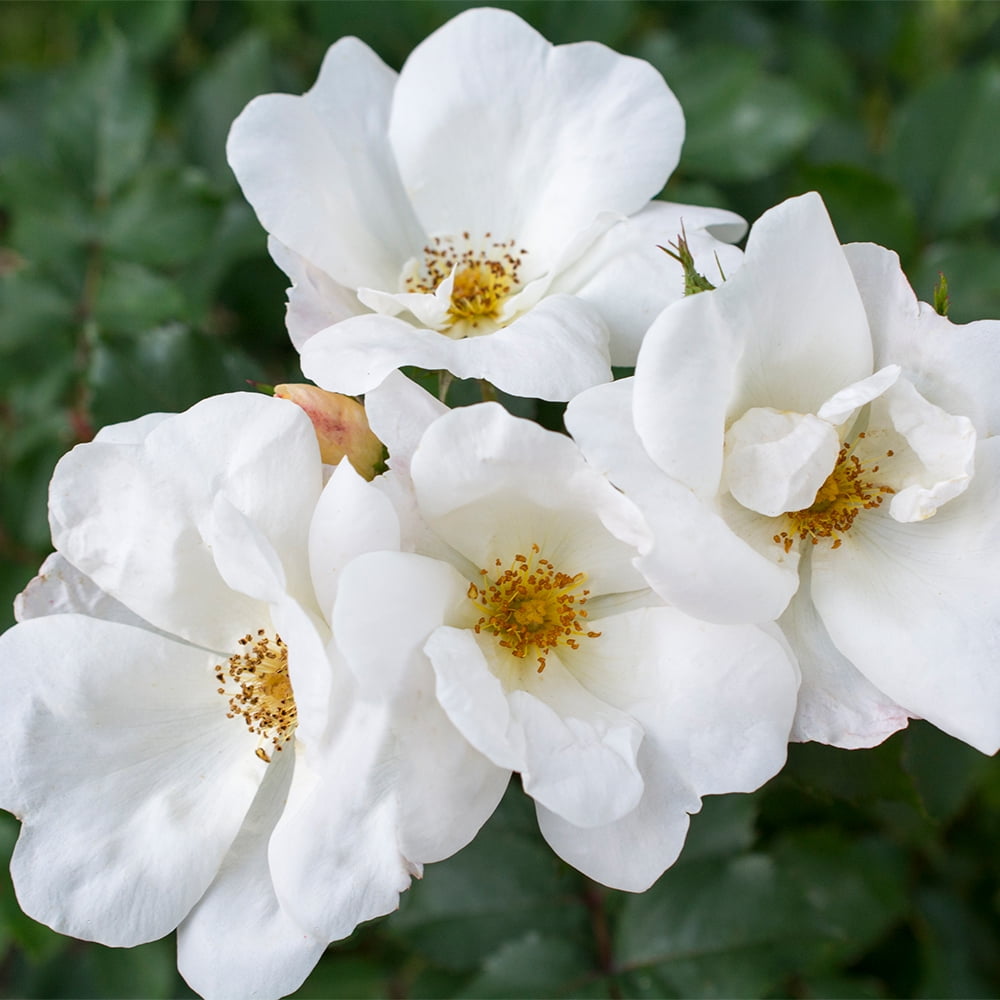 The White Knock Out Tree® Rose Plant with Pure White Blooms (3 Gallon)