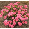 thumbnail image 3 of Fruit Punch® Classic Coral Pinks, 3 of 3