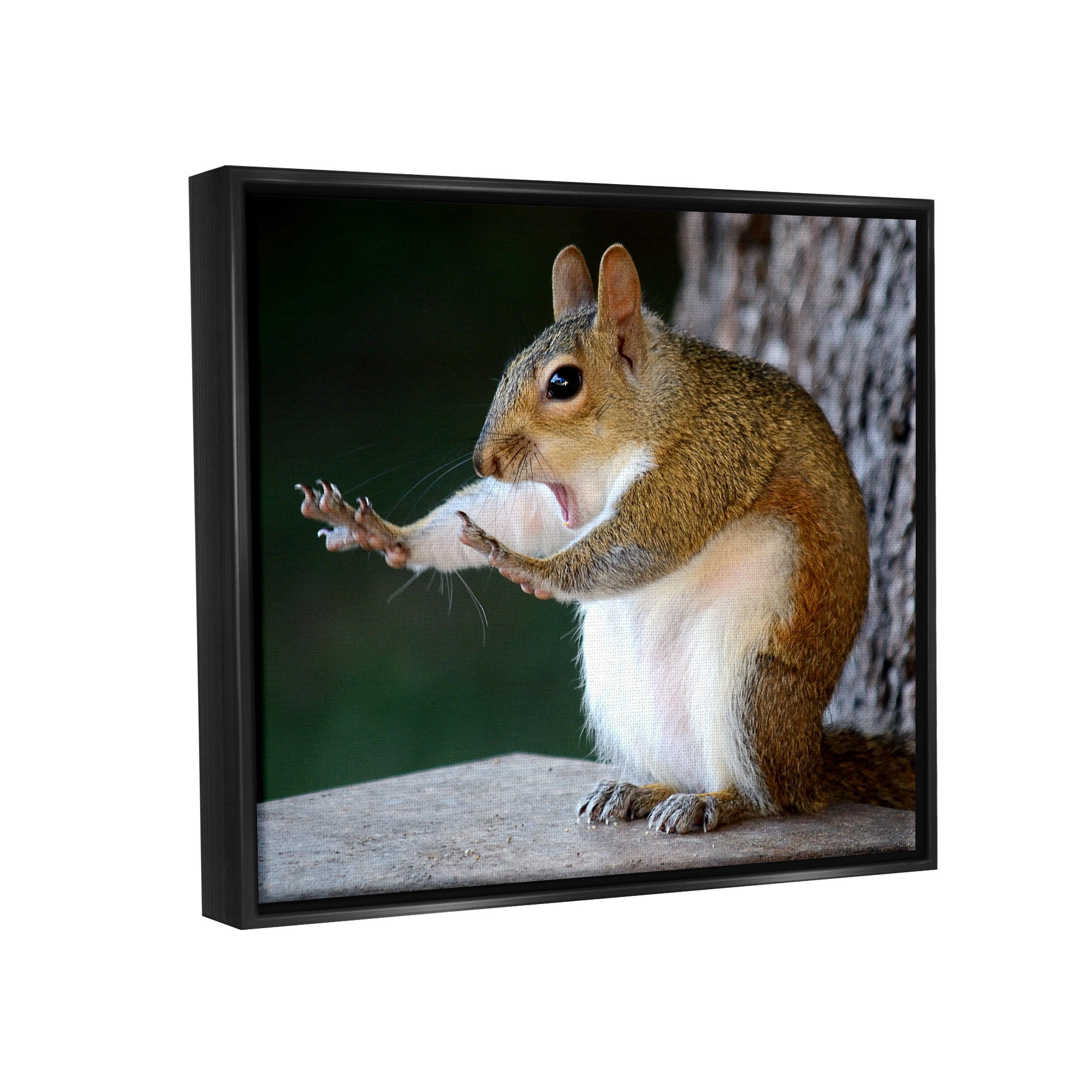 Stupell Industries Funny Shocked Pose Squirrel Animals & Insects Photography Black Floater Framed Canvas Art Print Wall Art, 31 x 25