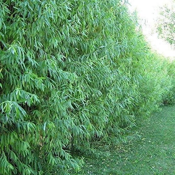 CZ Grain 24 Hybrid Willow Live Tree