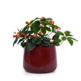 thumbnail image 2 of MAYEERTY 4 Pack Ceramic Planter Pot, Planter for Indoor Outdoor Patio, Garden, Bean Paste Red, 2 of 8