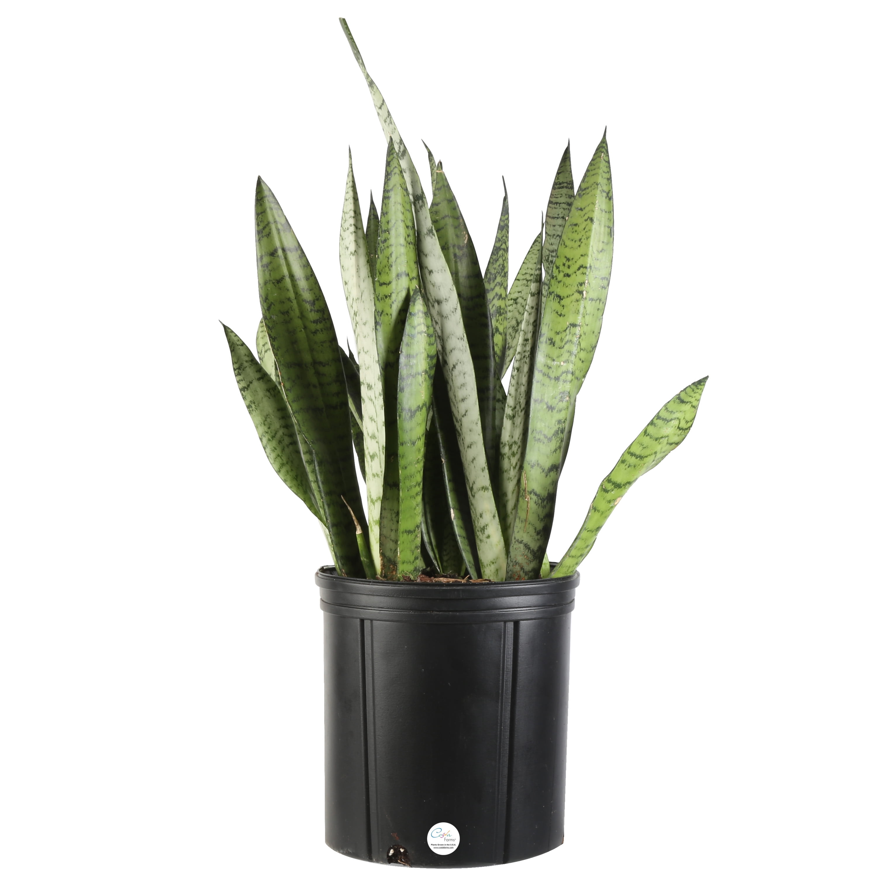 Live Indoor Plant Costa Farms Snake Plant Ships in Grow Pot Sansevieria laurentii 2 to 3-Feet Tall Fresh From Our Farm Excellent Gift 