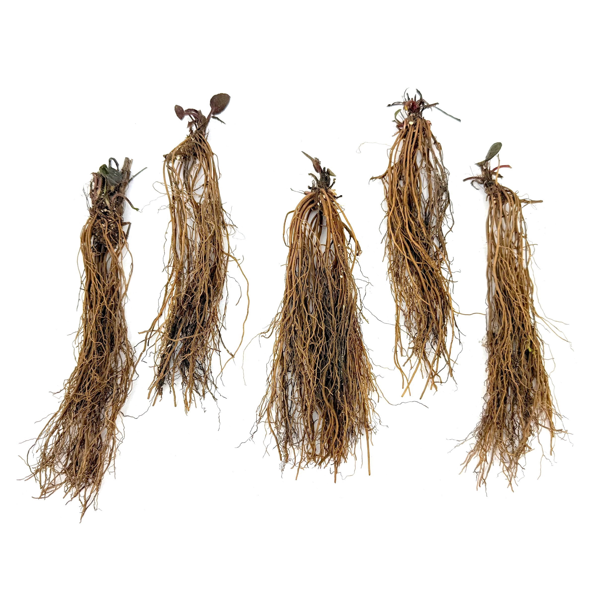 National Plant Network Bare Root Black Eyed Susan Goldsturm Perennial Plant (3-Pack)