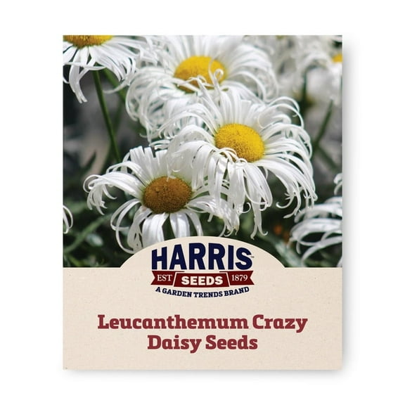 Harris Seeds - Leucanthemum Crazy Daisy Seeds - Creamy White Petals - 500 Seeds