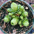 thumbnail image 3 of Greenovia Dodrentalis Mountain Rose [Dormant in Summer] Succulent Live Plant 2 Inch for Indoor Outdoor Home Office Garden Decor, 3 of 6