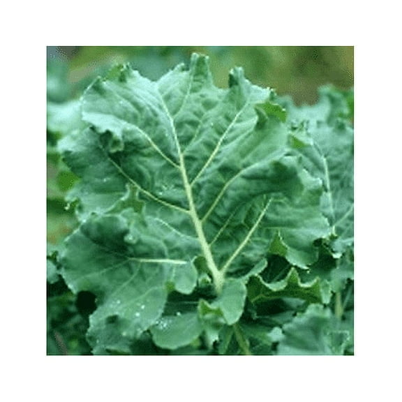 Kale Premier Great Heirloom Vegetable Seeds (1 Oz Seeds)