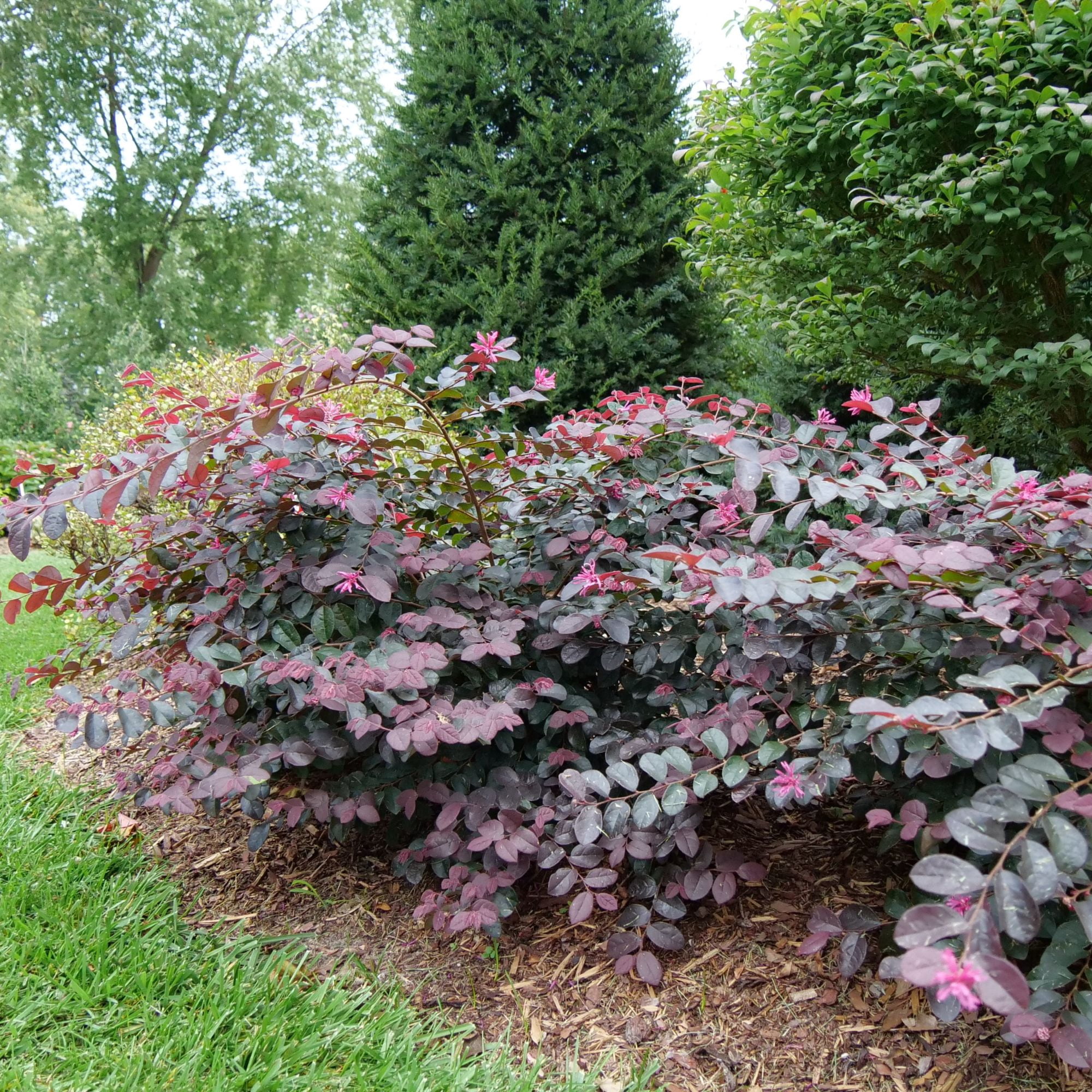 Proven Winners ColorChoice Jazz Hands Pink Loropetalum Live Shrub (2 Gallon)