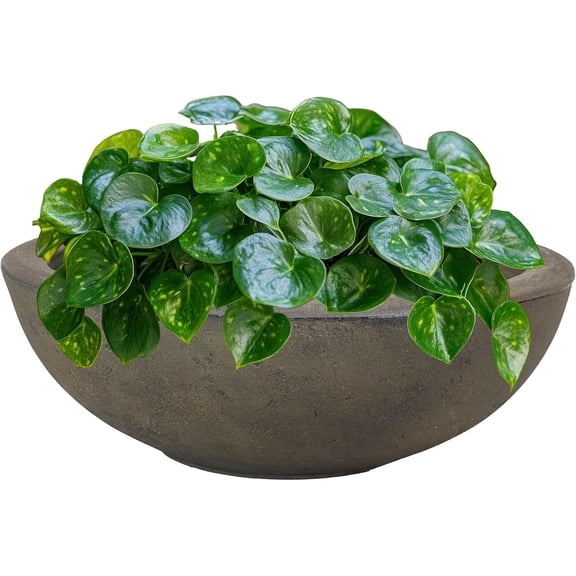 0.75" Shallow Outdoor Planter Bowl for Flowers and Succulents - Polyresin Double-Walled Design - Sable