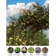 thumbnail image 3 of 7.2ft tool-free garden arch trellis para outdoor climbing plants, 3 of 6