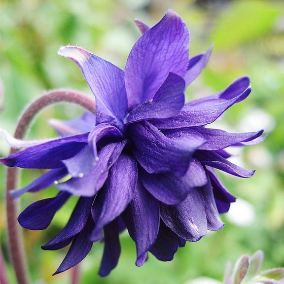 Blue Barlow Columbine Root - Attracts Butterflies and Hummingbirds - Deer Resistant - Good as Cut Flowers - Naturalizing - Perennializing - Easy to Grow Live Plants - Outdoor Garden
