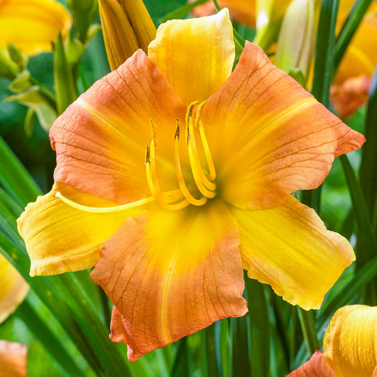 Yellow Punch Everydaylily Daylily (Hemerocallis) Dormant Bare Root