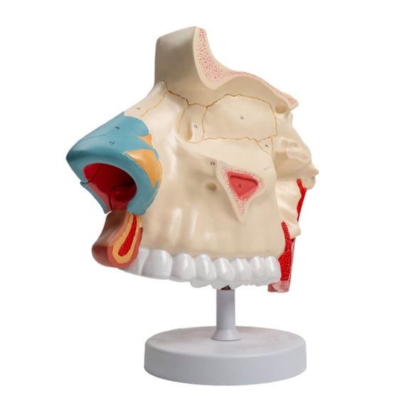 Three Times Life Size Anatomical Nasal Cavity Model with Removable Parts