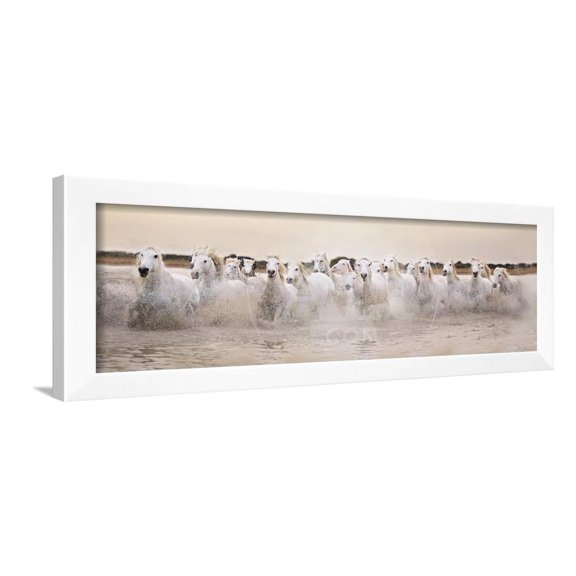 White Horses of the Camargue Galloping Through Water at Sunset, Animals Framed Art Print Wall Art by Gillian Merritt Sold by Art.Com