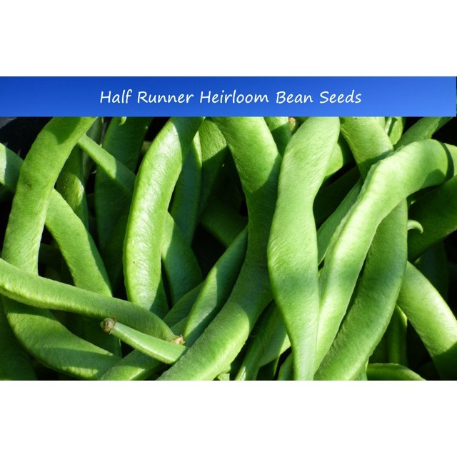 Bean SEEDS White Half Runner Green Bean 25 Vegetable Seeds Pole