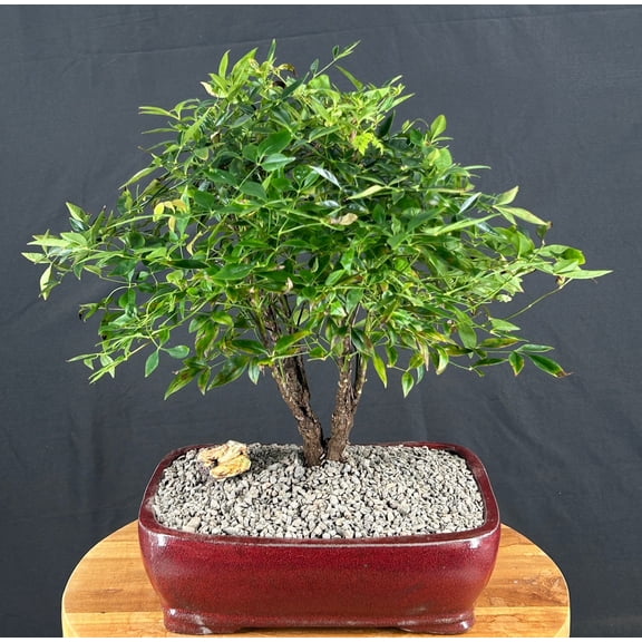 Gulf Stream Heavenly Bamboo Bonsai Tree – Outdoor Evergreen Flowering Bonsai, 14-Year-Old, 17" Tall