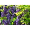 thumbnail image 2 of 10 American Wisteria Seeds Wisteria frutescens, 2 of 4