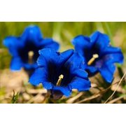 15 Blue STEMLESS GENTIAN Gentiana Acaulis Kochiana Flower Seeds