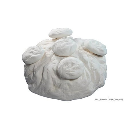 - Milltown Merchants™ Frag Rock and Plugs - Aquarium Reef Rock Kit For Coralline Algae Growth - Solid Frag Station With Mushroom Fragging Plugs