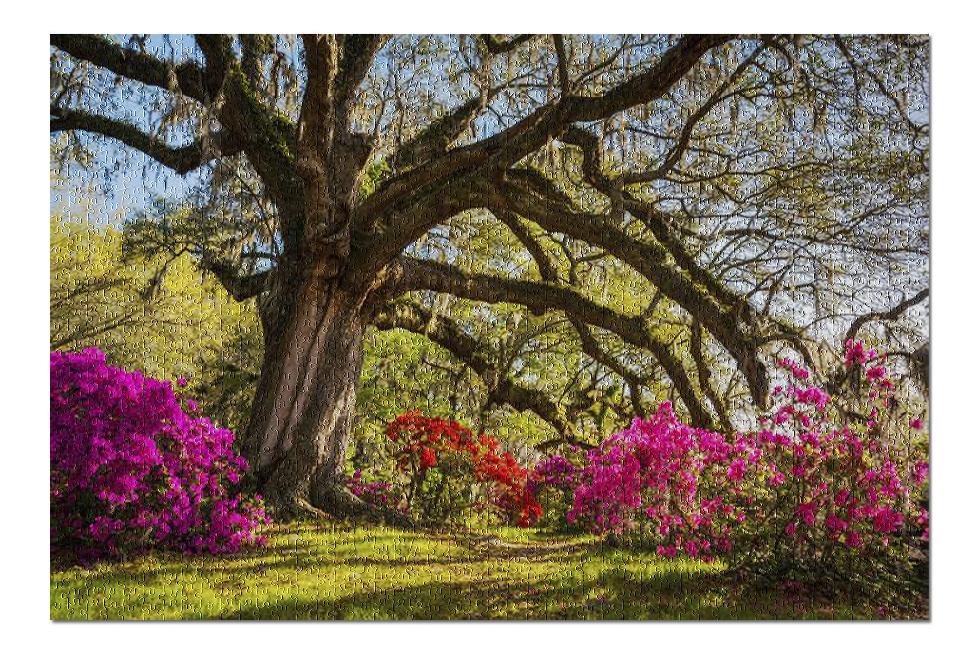 Charleston, South Carolina - Spring Flowers Bloom at a ...