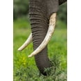 thumbnail image 2 of Souders, Paul 23x32 Black Ornate Wood Framed with Double Matting Museum Art Print Titled - Africa-Tanzania-Ngorongoro Conservation Area-Close up of large ivory tusks of Bull Elephant, 2 of 4