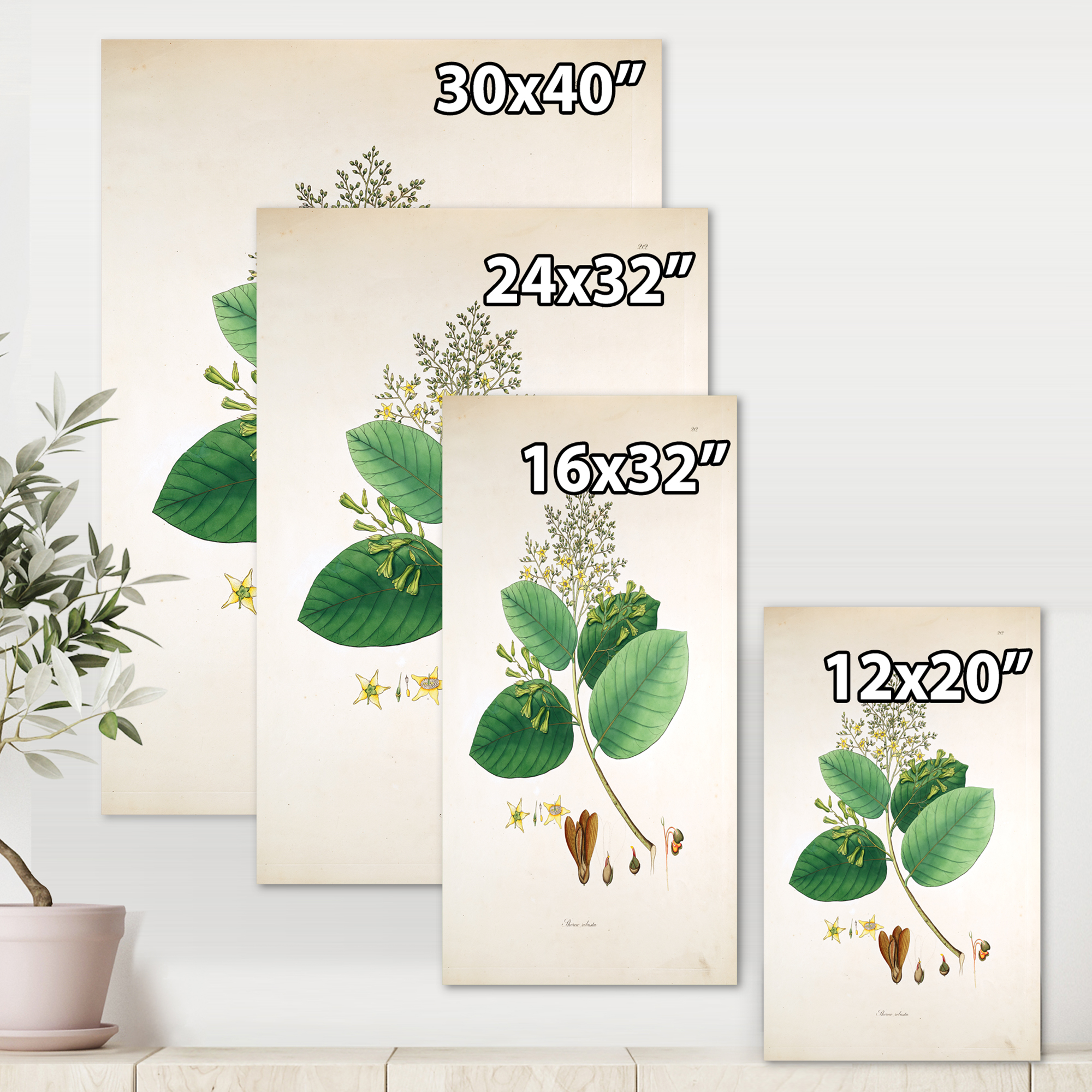 Designart ' Ancient Botanicals III ' Farmhouse Canvas Wall Art Print