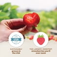 thumbnail image 6 of 20 Pack Eversweet Everbearer Strawberry Plants - Delicious Outdoor Planting for Home Garden - Grown USA. Zone 4-9., 6 of 6