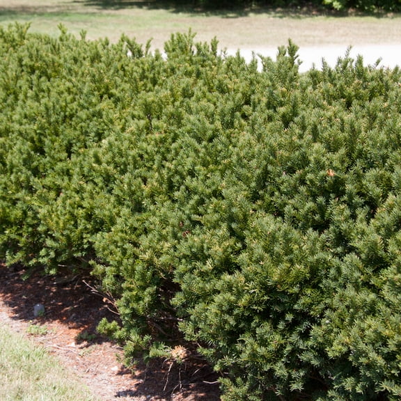 Direct Gardening Browni Globe Yew Evergreen Shrub 3 gallon potted plant