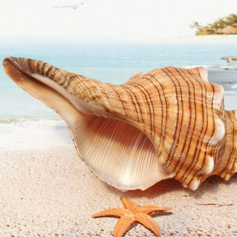 DECHOUS 8pcs Natural Conch Shell Conch Fish Tank DIY Shell Conch Shells for  Decorating Beach Ornaments Vase Filler Seashell Aquarium Conch Sea Shells