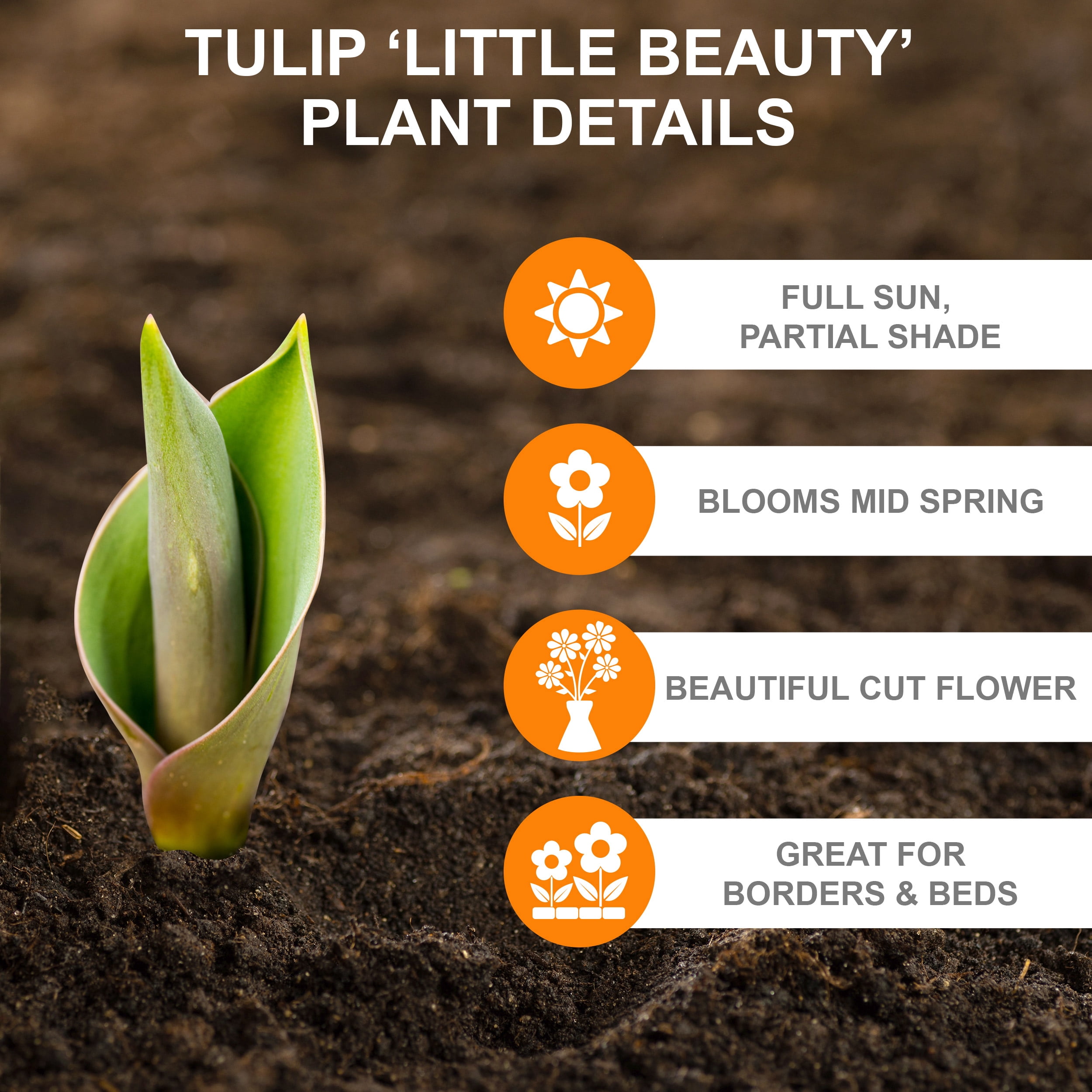 Garden State Bulb Batalinii Little Beauty Tulip Flower Bulbs, 6/+cm (Bag of 250)