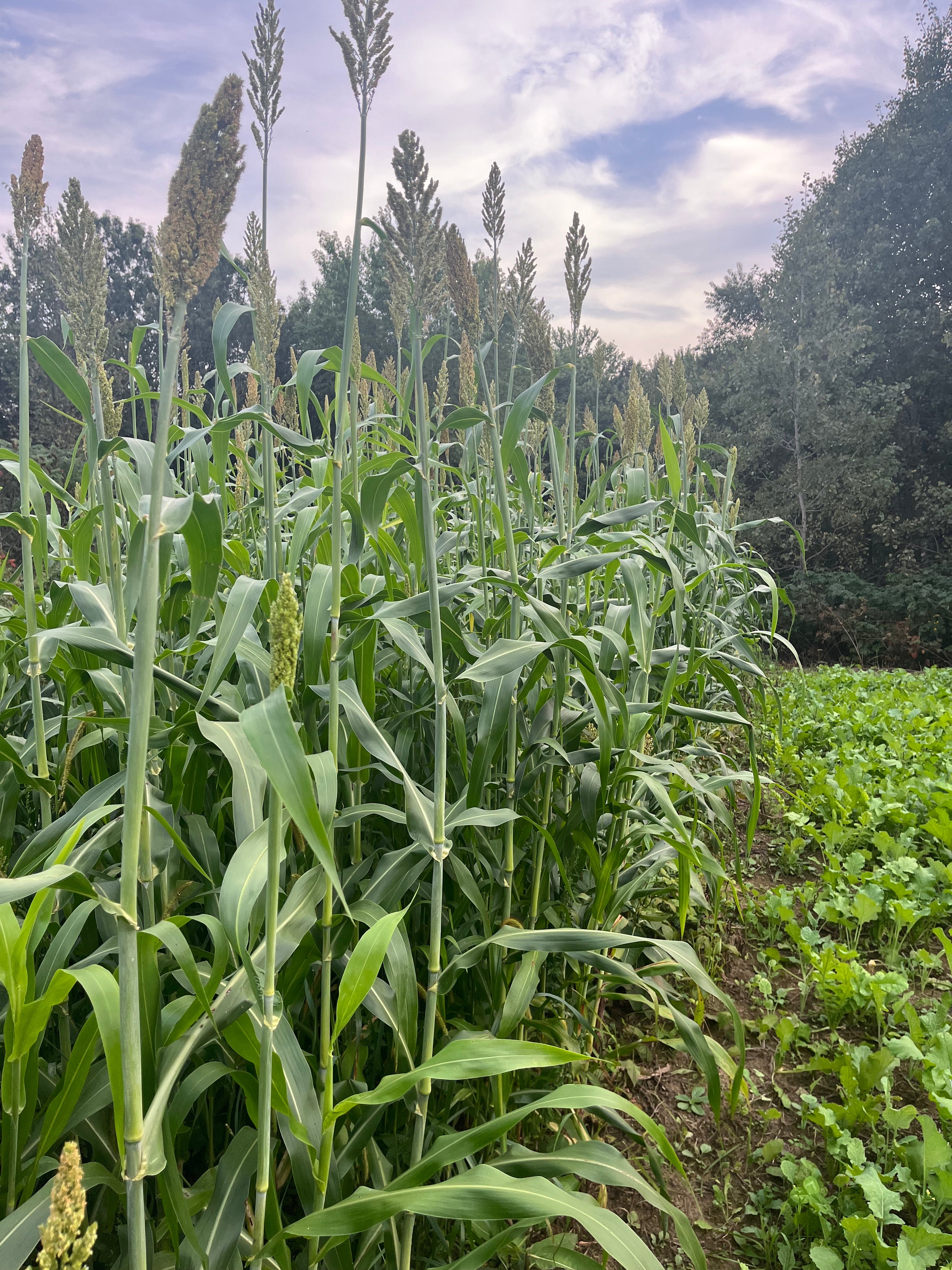 Hale Habitat & Seed Food Plot Screen Seed Mix, Tall & Thick Cover for Hunting & Habitat, 1000 Feet