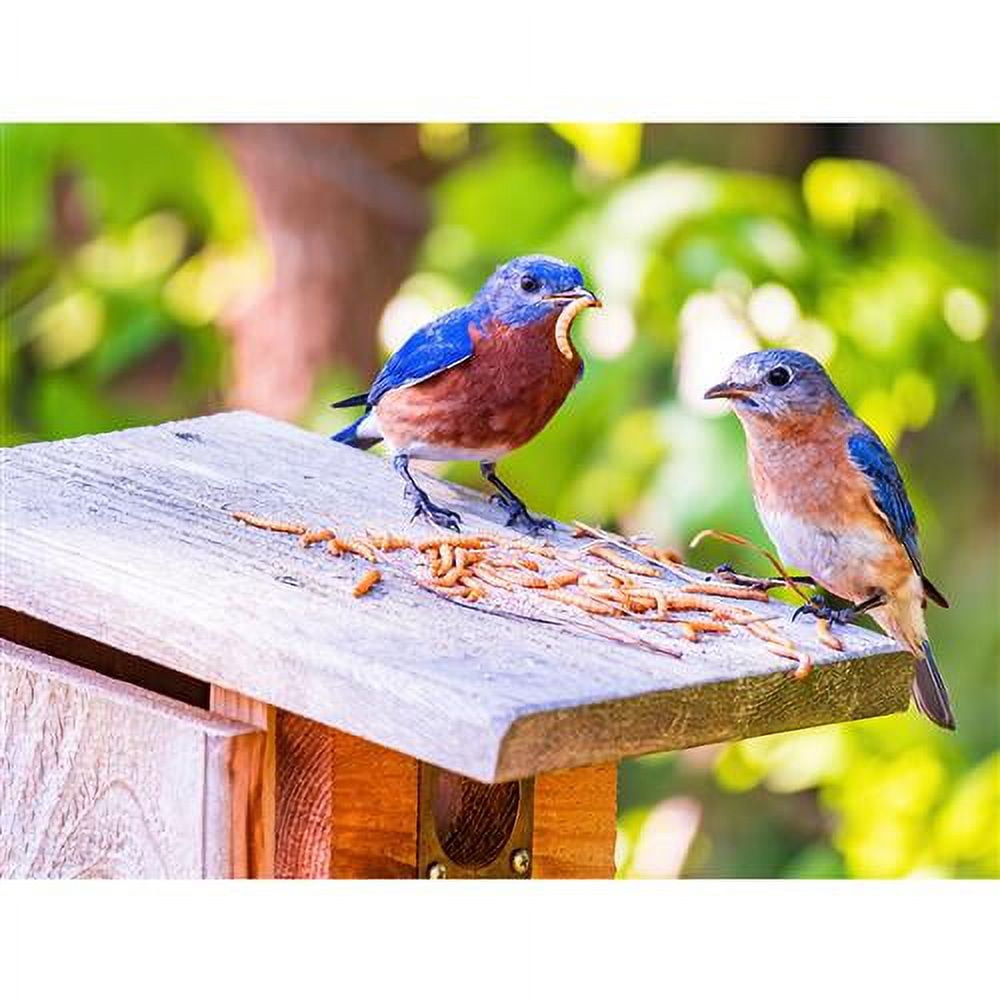 Exotic Nutrition Dried Mealworms 22 lb.