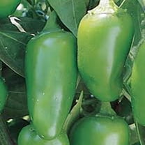 Early Jalapeno Pepper Seeds, 200 seeds, Heirloom, Country Creek LLC, Non-GMO, Spicy & Delicious