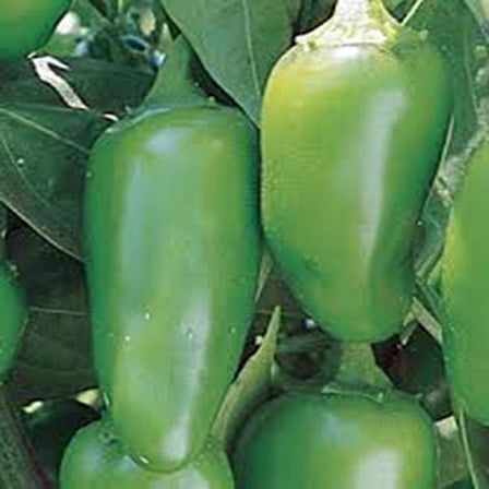 Early Jalapeno Pepper Seeds, 200 seeds, Heirloom, Country Creek LLC, Non-GMO, Spicy & Delicious